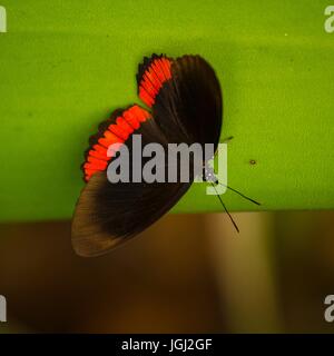 Cerchio rosso Butterfly Biblis hyperia su una foglia Foto Stock