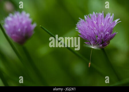 Catturato da un'erba cipollina Foto Stock