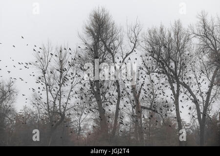 Rosso-winged Blackbird, Agelaius phoeniceus, gregge in volo su terreni agricoli del Platte River Valley vicino a Kearney, Nebraska, STATI UNITI D'AMERICA Foto Stock