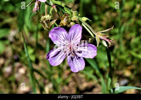 Fiore di colore viola, Grand Teton National Park Foto Stock