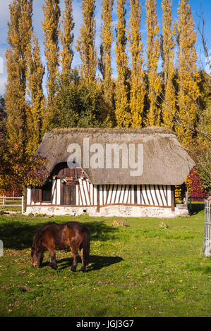 Una baia pony pascolando nella parte anteriore di una tradizionale casa in legno e muratura con tetto di paglia e legno di pioppo hedge nella regione francese della Normandia in caduta. Foto Stock