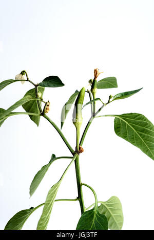 Peperoncino verde che cresce su una pianta con lussureggianti foglie verdi Foto Stock