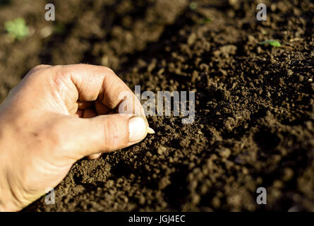 Bianco braccio maschio la mano e le dita di piantare un seme di cetriolo in fresco terreno marrone. La messa a terra nel giardino non è bagnato. Girato in luce naturale del sole. Foto Stock