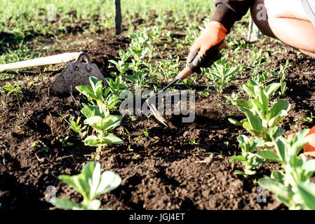 Uomo che indossa guanti da giardinaggio erbacce il terreno con le mani e una mano zappa vicino a un largo bean di fila Foto Stock