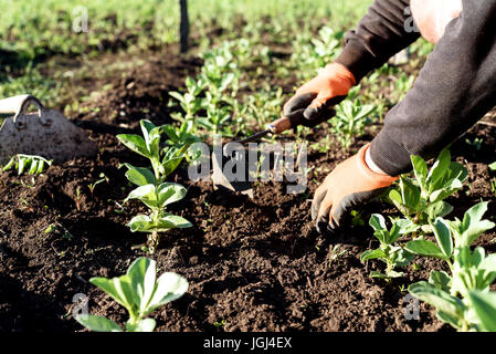 Uomo che indossa guanti da giardinaggio erbacce il terreno con le mani e una mano zappa vicino a un largo bean di fila Foto Stock