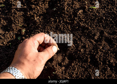 Bianco braccio maschio la mano e le dita di piantare un seme di cetriolo in fresco terreno marrone. La messa a terra nel giardino non è bagnato. Girato in luce naturale del sole. Foto Stock