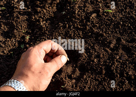 Bianco braccio maschio la mano e le dita di piantare un seme di cetriolo in fresco terreno marrone. La messa a terra nel giardino non è bagnato. Girato in luce naturale del sole. Foto Stock