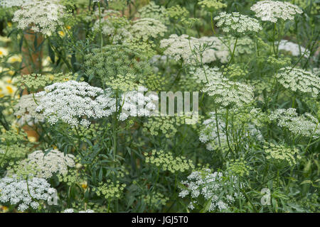 Ammi majus 'Graceland'. Falso del vescovo "erbaccia Graceland' fioritura Foto Stock