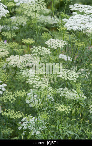 Ammi majus 'Graceland'. Falso del vescovo "erbaccia Graceland' fioritura Foto Stock