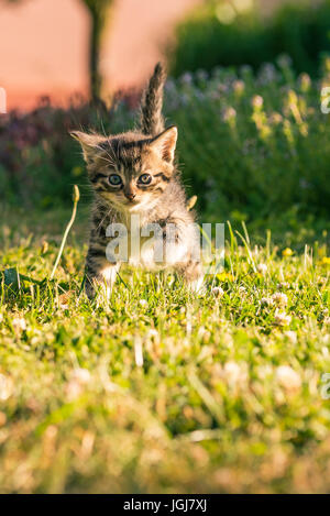 Foto verticale con poche settimane vecchio cucciolo. Cat ha bella tabby pelliccia con con il petto e le gambe. Baby animale passeggiate sul prato in giardino con diverse pl Foto Stock