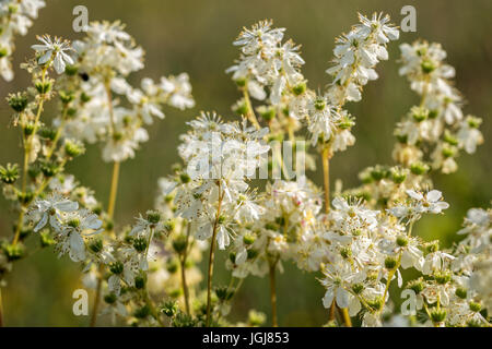 Olmaria, Filipendula ulmaria, piante da fiore Foto Stock