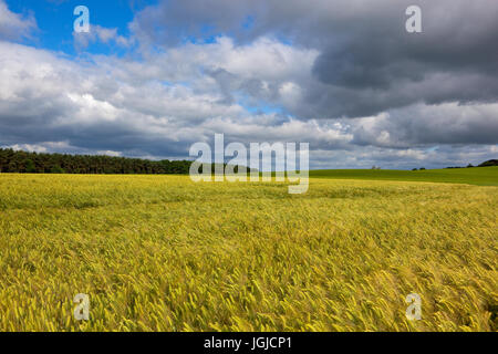 Golden maturazione campo di orzo con bosco di pini sotto un estate cielo tempestoso nel yorkshire wolds Foto Stock