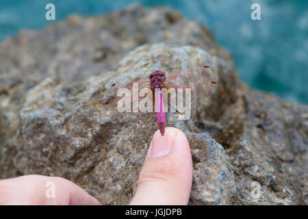 Toccando un rosso vivo dragonfly con un dito Foto Stock