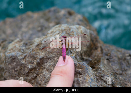 Toccando un rosso vivo dragonfly con un dito Foto Stock