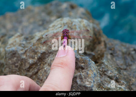 Toccando un rosso vivo dragonfly con un dito Foto Stock