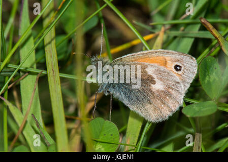 Small Heath Butterfly Foto Stock