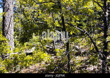 Foest giallo con alberi dappertutto. Foto Stock