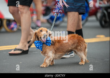 Patriottica cane bassotto camminando sulla street parade con stelle e strisce bow tie attorno al collo. Foto Stock