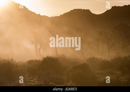 Spessa nebbia polverosa attraverso Joshua Tree campo Foto Stock