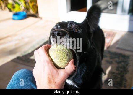 Cane con la sfera Foto Stock