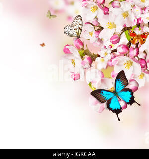 Fiori di Ciliegio con le farfalle più sfocata sullo sfondo della natura, copyspace per testo Foto Stock