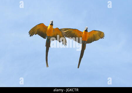 Coppia di South American blu e giallo Macaws (Ara ararauna) in stretta volo. Noto anche come blu e oro Macaw Foto Stock