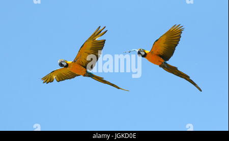 Coppia di South American blu e giallo Macaws (Ara ararauna) in stretta volo. Noto anche come blu e oro Macaw Foto Stock