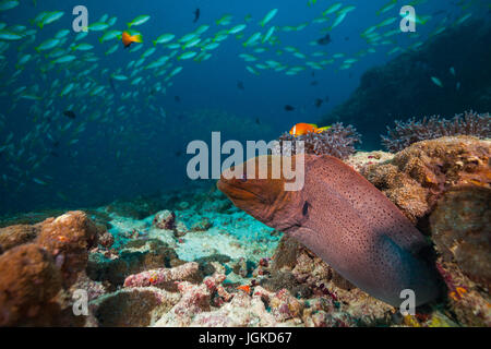 Murena nascosta sotto la barriera corallina, Oceano Indiano, Maldive Foto Stock