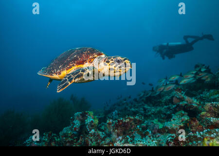 Hawkbill maldiviano turtle esplorare la barriera corallina. La vita subacquea e ocean ecosystem Foto Stock