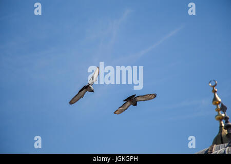 Twin piccioni in aria dal lato della cupola Foto Stock