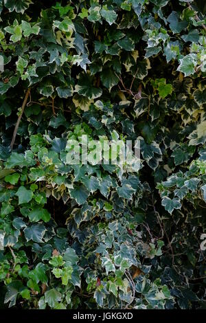 Verde sullo sfondo di edera Foto Stock