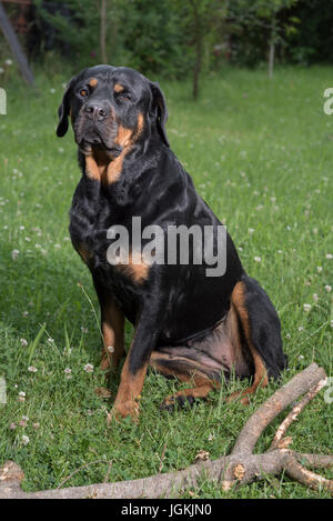 Rottweiler cane femmina seduti in giardino Foto Stock