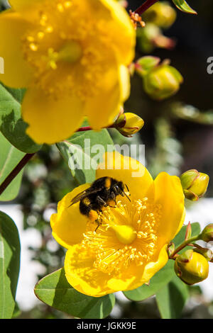 Bombi per raccogliere il polline da Rose di Sharon Foto Stock