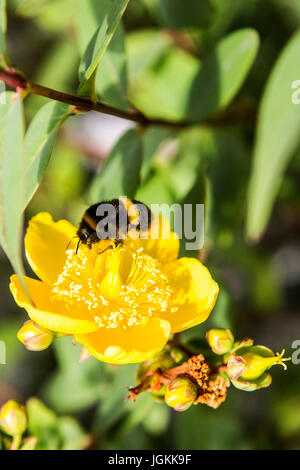 Bombi per raccogliere il polline da Rose di Sharon Foto Stock