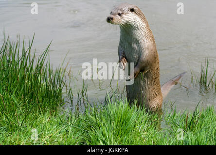 Lontra di stazionamento in posizione eretta in acqua guardando sopra la banca con diagonalmente split banca erbosa e acqua in formato paesaggio. Camera per copiare o testo. Foto Stock