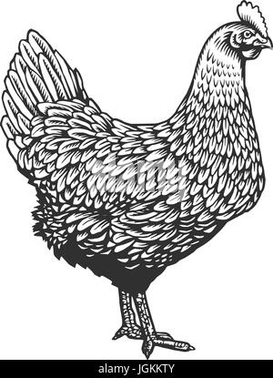 Di pollo o di gallina disegnata in incisione vintage o stile di attacco. Fattoria di uccello di pollame isolati su sfondo bianco. Illustrazione Vettoriale in colori monocromi per poster, il menu del ristorante, sito web, il logo. Illustrazione Vettoriale