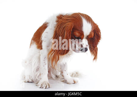 Triste cane. Cavalier King Charles Spaniel cane foto. Bella carino cavalier cucciolo di cane sul bianco isolato di sfondo per studio. Formati foto di pet Foto Stock