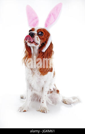 Buona Pasqua! Pasqua il concetto di cane. King Charles Spaniel con bunny orecchie di coniglio Foto Stock