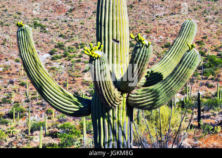 Coppia di cinque-armati in fiore, cactus Saguaro National Park, deserto Sonoran, Arizona, Stati Uniti d'America Foto Stock