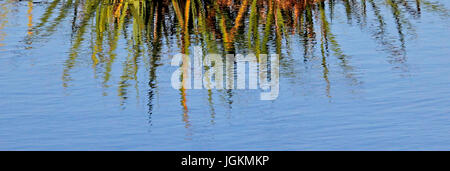 RS 4810. Sfondi; colori; colori; visualizzazione; la riflessione, canne Stodmarsh Riserva Naturale, Kent, Inghilterra Foto Stock