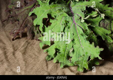 Ancora in vita con foglie rosso russo kale. Foto Stock