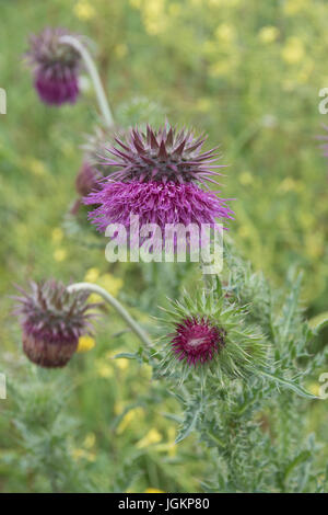 La depressione della testa dei fiori della bella viola thistle, Carduus nutans Foto Stock