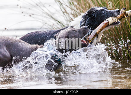 Border Collie e un giovane pitbull su un bastone Foto Stock