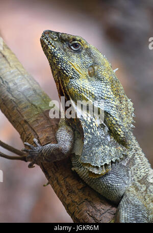 Close up profilo laterale ritratto di Australian frilled-collo lizard su tree (Chlamydosaurus kingie, frilled lizard, frilled dragon o frilled AGAMA SA), bassa Foto Stock