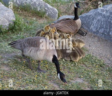 Coppia di oche canadesi, una in posizione difensiva, guardia schiere di pettegolaggi (Branta canadensis) Foto Stock