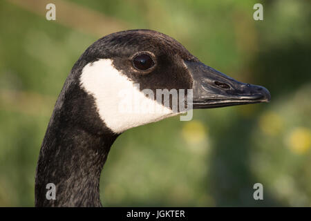 Canada Goose close up (Branta canadensis) Foto Stock