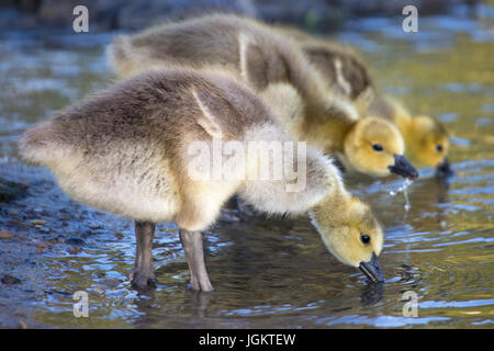 Oche del Canada (Branta canadensis) gocings acqua potabile al bordo dello stagno Foto Stock