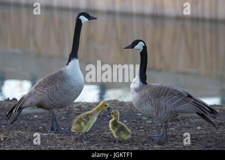 Coppia di Oche del Canada con due goslings (Branta canadensis) Foto Stock