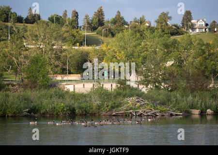 Flock of Canada Geese che nuotano oltre beaverlodge in ambiente urbano (Branta canadensis), sullo stagno accanto Trans Canada Trail Foto Stock