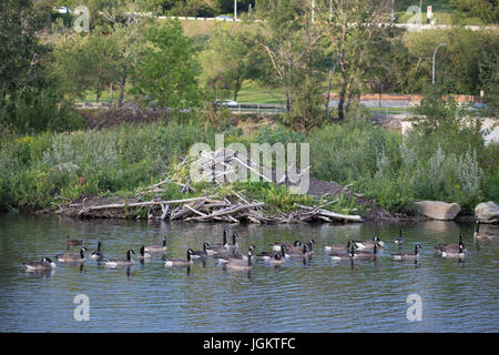 Stormo di oche del Canada nuoto passato beaver lodge in ambiente urbano (Branta canadensis), su stagno accanto a Trans Canada Trail Foto Stock